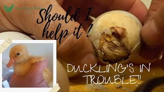 How to help a chick or duckling to hatch out of its egg  Raising chickens for beginners [upl. by Jamey125]