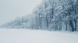 Bruit De La Neige Pour Dormir ⚡ se détendre  Sons de tempête de neige dans la forêt [upl. by Wilcox329]