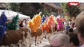 La transhumance dans les Alpes Kelchsau Tyrol [upl. by Nordna]