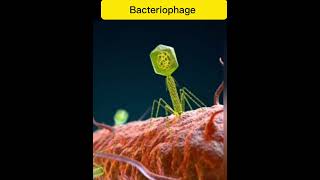 Bacteriophage  Attach to bacterial cell pgc facts [upl. by Breena]