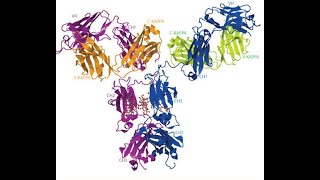 Understanding of Immunoglobulin structure representation on IMGT database [upl. by Linn]