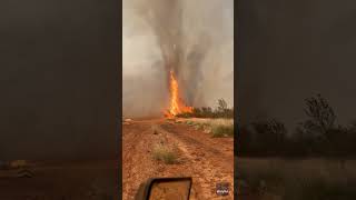 Firenado rips through farmland amid multiple bushfires Shorts [upl. by Musetta826]