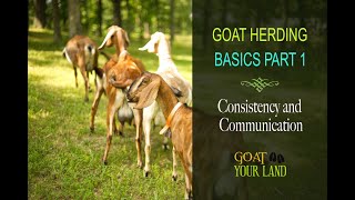 GOAT HERDING BASICS PART 1 [upl. by Astrahan]