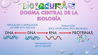 DOGMA CENTRA Y REPLICACIÓN DEL ADN [upl. by Anerac566]