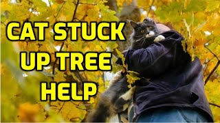 DIY CAT TREE REPAIR HOW TO [upl. by Nethsa]