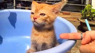 New Funniest Cats And Dogs Videos 😁 Best Of The 2024 Funny Animal Videos 😁  Cutest Animals Ever [upl. by Ttegdirb383]