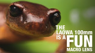 The Laowa 100mm Is a Fun Macro Lens [upl. by Colligan]