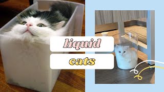 Cute Liquid Cats Defy All Known Properties Of Solids [upl. by Nhguavahs]