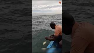 Catching Blacktip Trevally with Prawn Baits fishing fishingvideo oceanfishing [upl. by Yelrak]