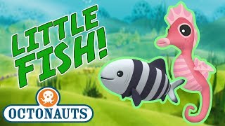 Octonauts  Learn about Little Fish  Cartoons for Kids  Underwater Sea Education [upl. by Cora]