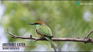 Beautiful Green beeeater  hunting  Full HD  Nature Web [upl. by Nnad]