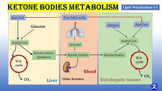 11 Ketone bodies Metabolism  Lipid Metabolism11  Biochemistry  NJOY Biochemistry [upl. by Gilus]