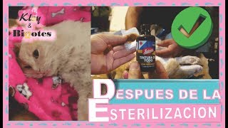 ⏭️DESPUÉS de la ESTERILIZACIÓN o CASTRACIÓN ⚠️👩‍⚕️GATA Y GATO [upl. by Geaghan]