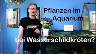 Pflanzen im Aquarium für Wasserschildkröten Aquaponic [upl. by Soisinoid683]