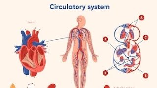 Alp biology classes cerculatory systemrailway ntpcalprrb ntpc rrb ntpc preparation circulation [upl. by Mcloughlin929]