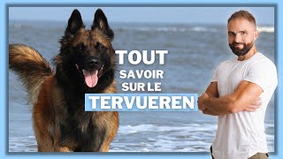 Race de chien  Le Tervueren [upl. by Colbert986]