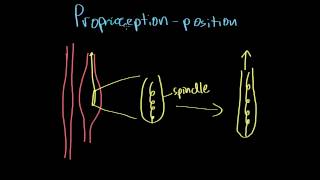 Proprioception vs Kinesthesia [upl. by Ydualc803]