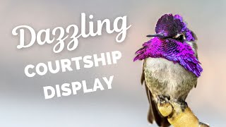 Costas Hummingbird  A Dazzling Courtship Display [upl. by Hotchkiss]