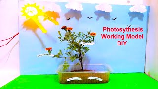 photosynthesis working model for science fair project  craftpiller  DIY [upl. by Ajtak]