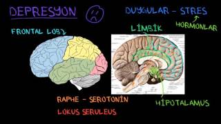 Depresyonun Biyolojik Temeli Psikoloji  Davranış Sağlık Bilgisi ve Tıp [upl. by Oiramaj]