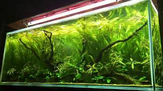 Jungle Aquascape [upl. by Gaul]