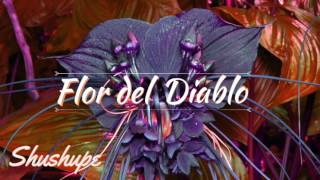 Shushupe  Flor del Diablo [upl. by Aigneis398]