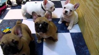 French Bulldog Puppies 7 weeks [upl. by Talya566]