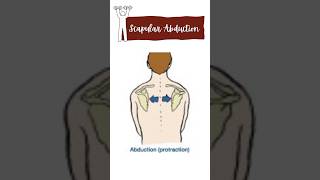 Scapular abduction muscles physiotherapy muscles movement anatomy neet [upl. by Lodge]