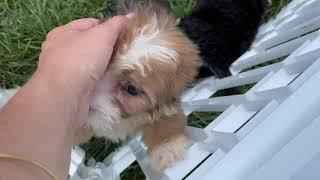 Allie amp Arianna Beautiful Bernedoodle Puppies [upl. by Jone448]