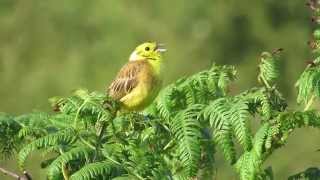 Yellowhammer singing [upl. by Ehsom983]