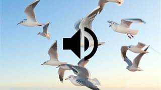 Seagulls Sound Effect HD [upl. by Mcleroy]