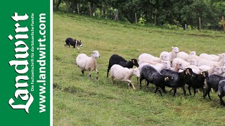 HÃ¼tehunde im Praxiseinsatz  landwirtcom [upl. by Manolo]