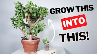 how to grow a LARGE jade plant [upl. by Carder]