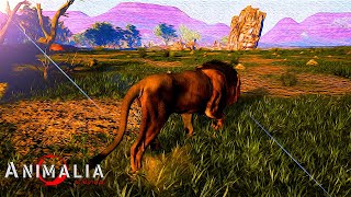 a Solo Elder lion  Animalia Survival [upl. by Omarr348]