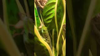 Geckos eating [upl. by Pinebrook]