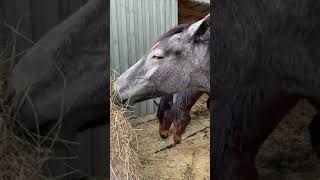 Horses eating hay [upl. by Danby]