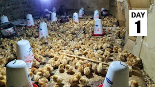 1000 BRAND NEW Baby Chicks for the Farm  Brooding Baby Chicks [upl. by Anaeerb]