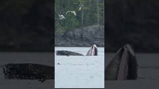 Humpback Whales  Vancouver Island BC [upl. by Ynez]