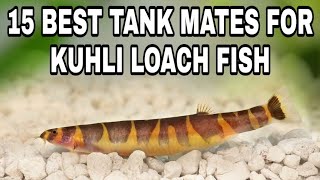 Kuhli Loach Tank Mates [upl. by Aelgna]