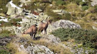 Le quotidien des isards en période de rut [upl. by Adnihc]