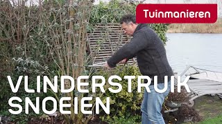 Vlinderstruik Buddleja snoeien hoe doe je dat  Tuinmanieren [upl. by Eenram]