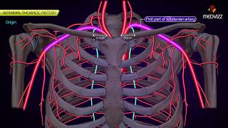 Internal thoracic Artery  Animated Anatomy [upl. by Azila]