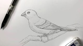 How To Draw A Bird [upl. by Nicky]