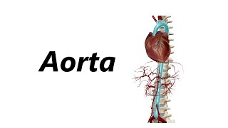 Anatomia das Artérias em 3D  Aorta [upl. by Acirrehs]