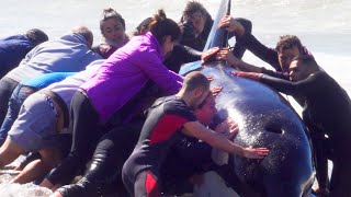 Rescue of 7 Orcas stranded in La Caleta Argentina  Rescate de 7 Orcas varadas en La Caleta [upl. by Ihpen]