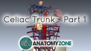 Anatomy of celiac trunk [upl. by Langston]