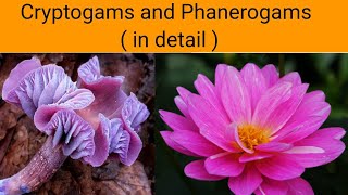 Cryptogams and Phanerogams  in detail   Classification of Plants [upl. by Eceirehs]