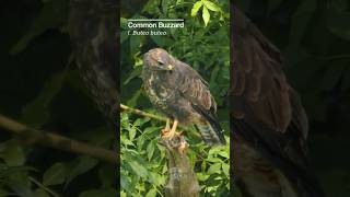 Watch this majestic Buzzard scout its prey birds [upl. by Debor]