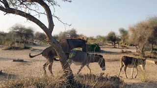 Donkeys Love and Joy A Romantic Encounter MP2animals [upl. by Aivul469]