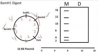 AP Biology Restriction Enzyme Digests on Circular Plasmids Problem Set 2 [upl. by Junna]